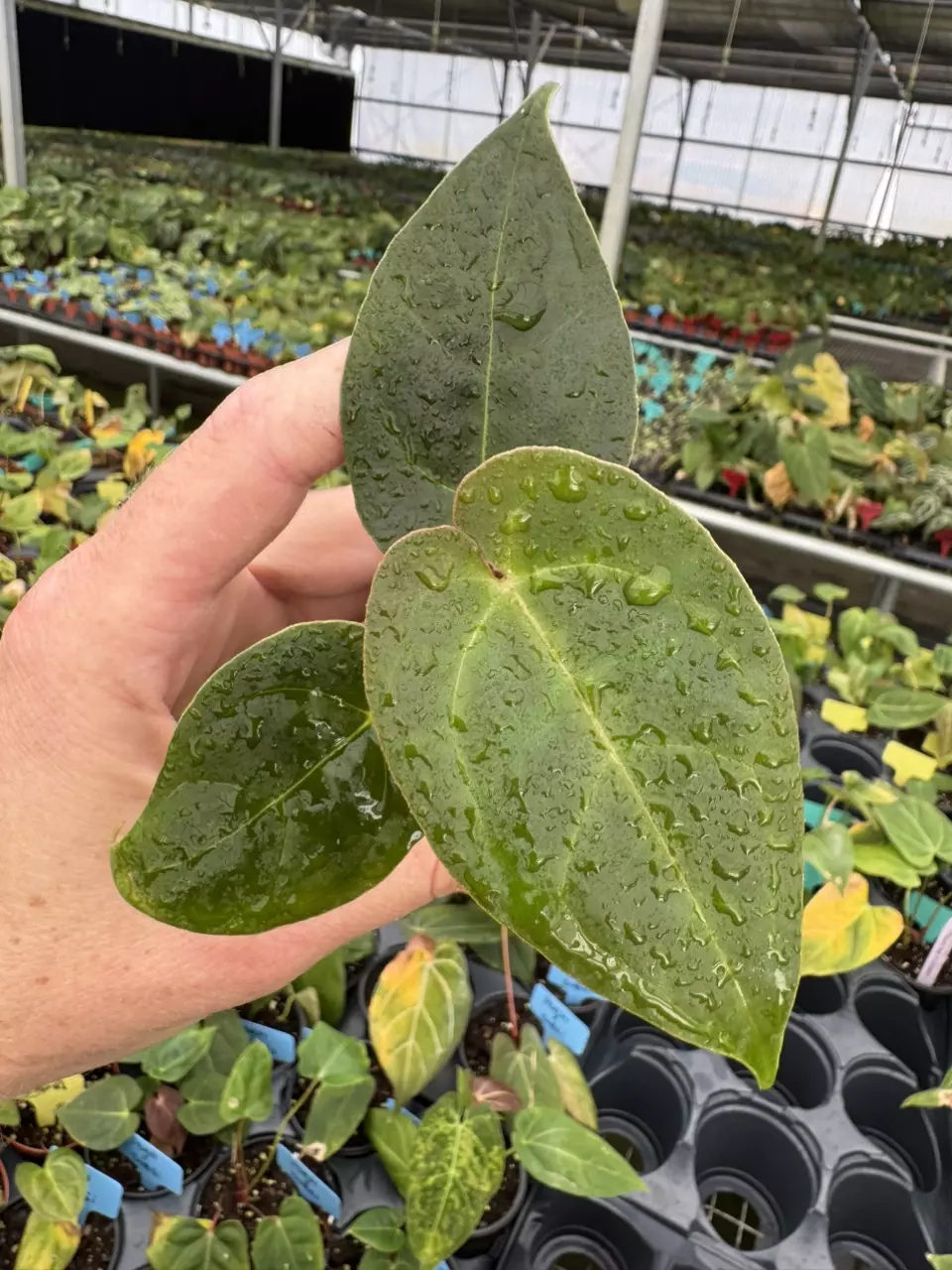 plant/Seed grown anrhurium Xone X green mamba starter plant growers choice-1