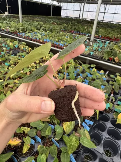 plant/Seed grown anrhurium Xone X green mamba starter plant growers choice-6-thumbnail