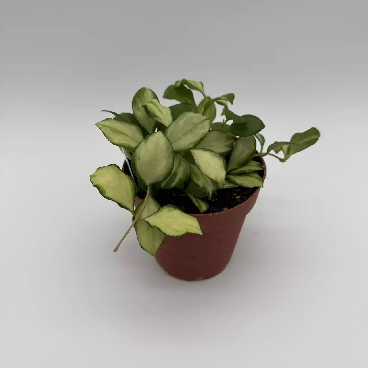 heat_pack/Hoya Heuschkeliana inner variegated 4" pot rare Hoya collectors Hoya-1