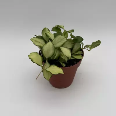 heat_pack/Hoya Heuschkeliana inner variegated 4" pot rare Hoya collectors Hoya-1-thumbnail