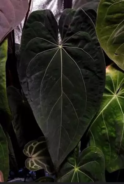 plant/Black Cherry x self - add on only!-2-thumbnail