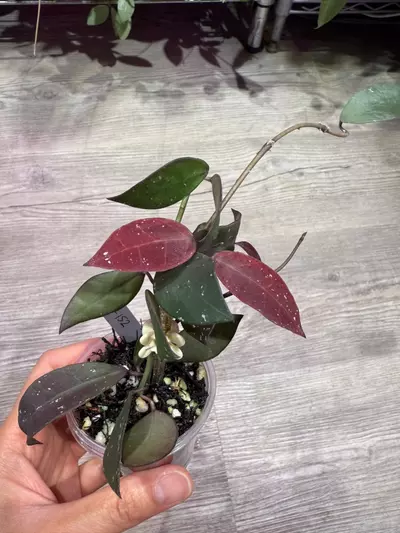 plant/Hoya UT-152-0-thumbnail