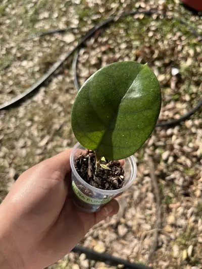 plant/Hoya 🌱-1-thumbnail