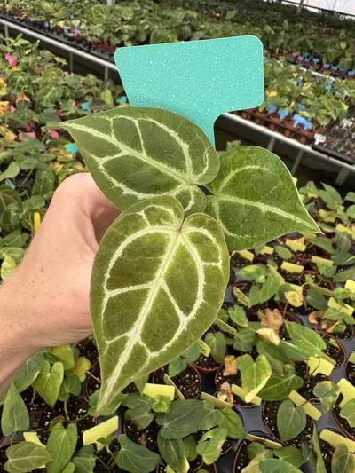 plant/Seed grown anthurium carlablackiae x dorayaki starter plant growers choice-4-thumbnail