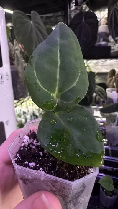 plant/Indo Dressleri X (Tezula Crystal x Carla Bess)-0-thumbnail