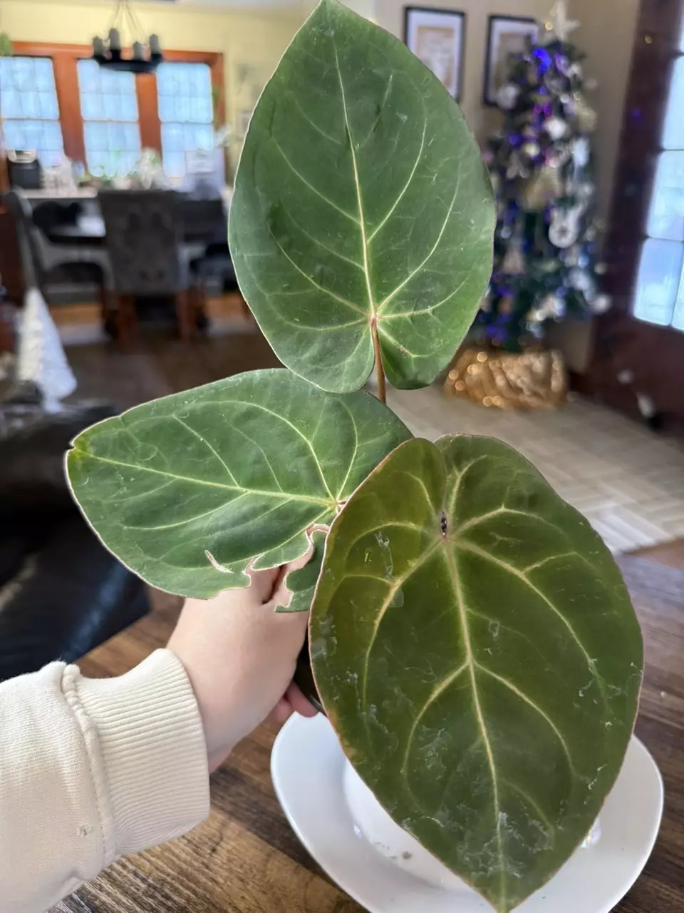 plant/A. Hoff x Dark Phoenix #7-0