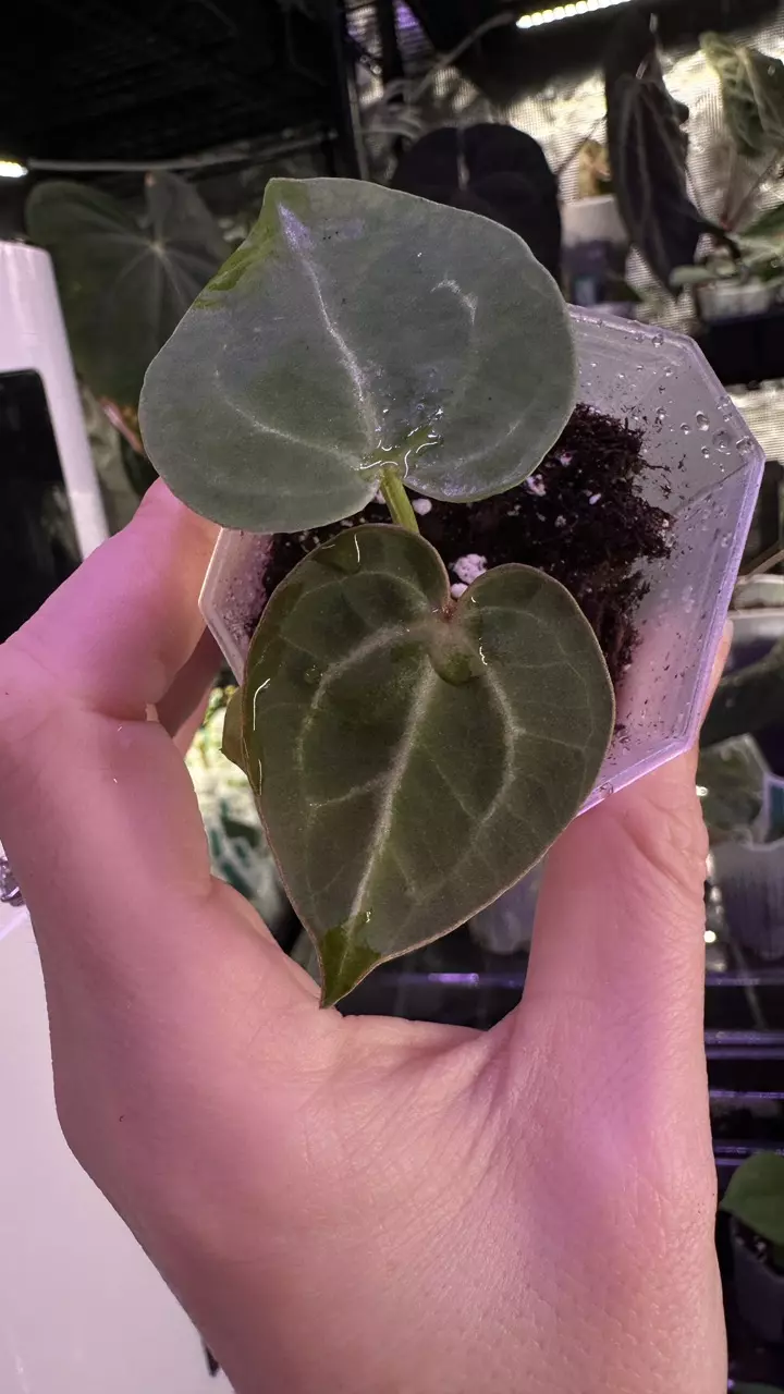 plant/(Crystal x mag) X (Papi Mag X BWM)-1