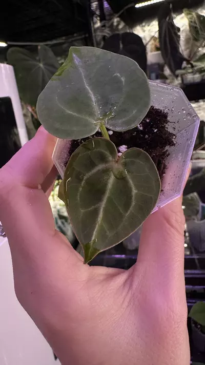 plant/(Crystal x mag) X (Papi Mag X BWM)-1-thumbnail