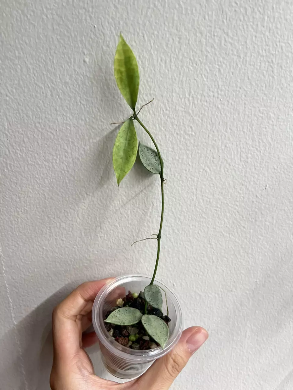 plant/Lacunosa winter pandora-0