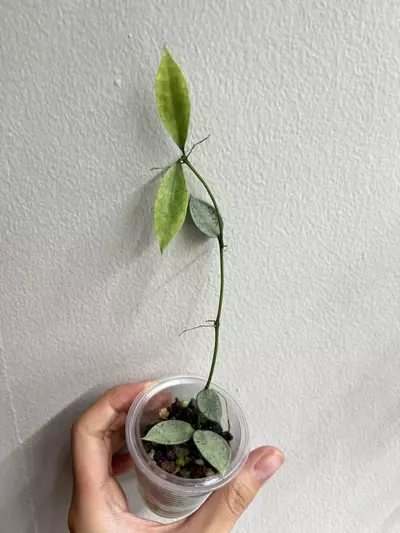 plant/Lacunosa winter pandora-0-thumbnail