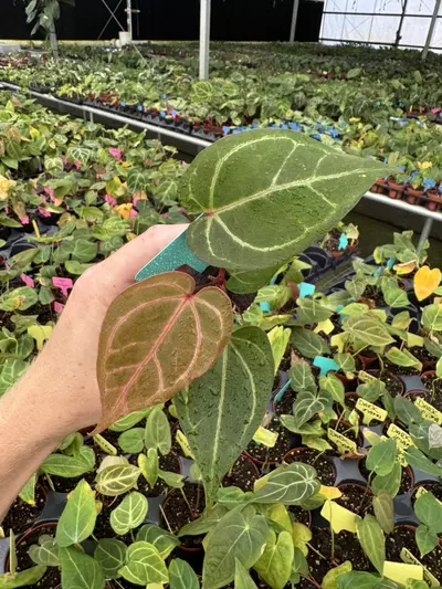 plant/Seed grown anthurium red gunsal x domino starter plant growers choice-5-thumbnail