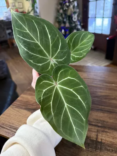 plant/A. Red Spider x Red Mag #2-2-thumbnail