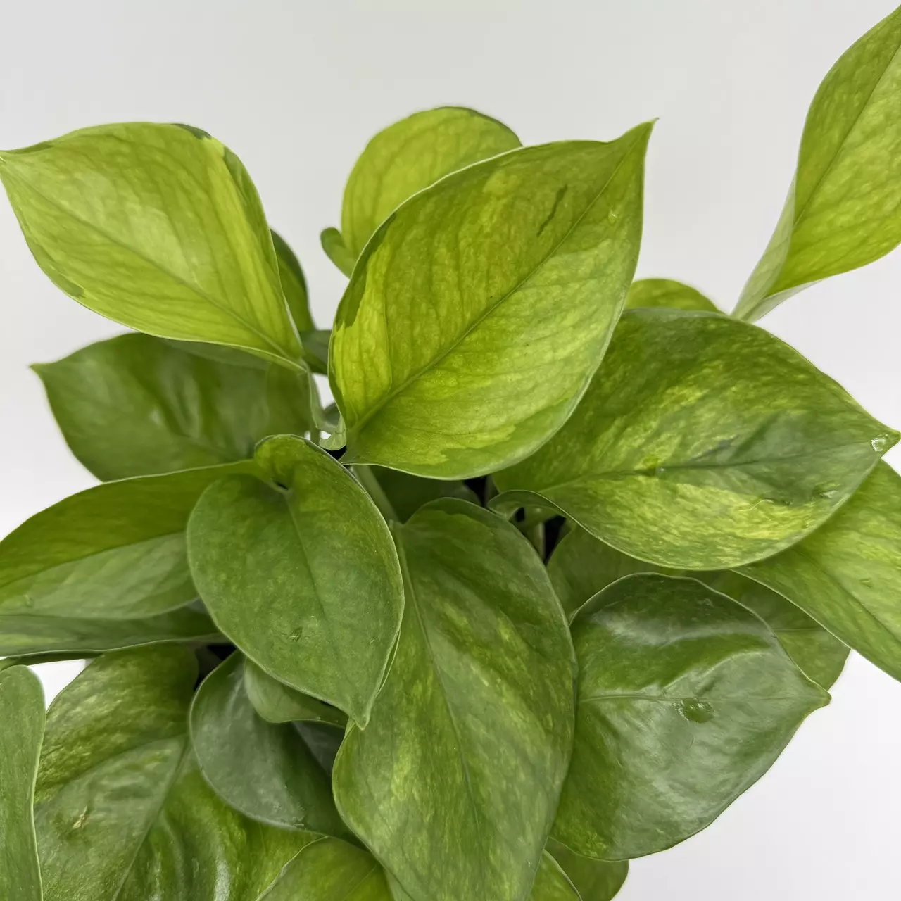 heat_pack/New Pothos Guacamole 6” Pot Variegated Leaves-1