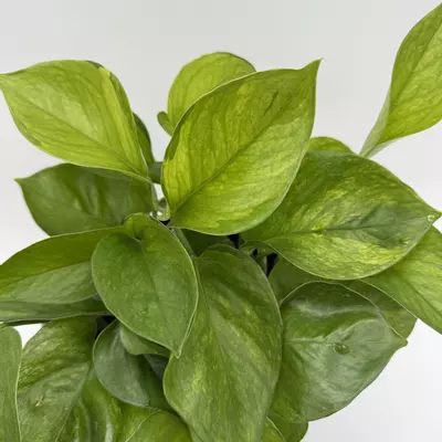 heat_pack/New Pothos Guacamole 6” Pot Variegated Leaves-1-thumbnail