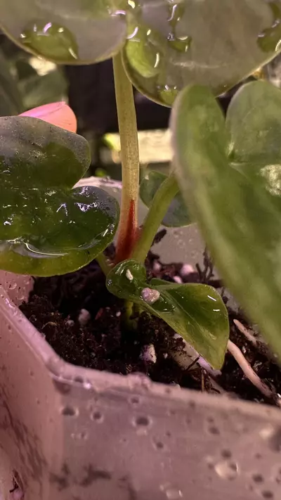 plant/Indo Dressleri X (Tezula Crystal x Carla Bess)-1-thumbnail