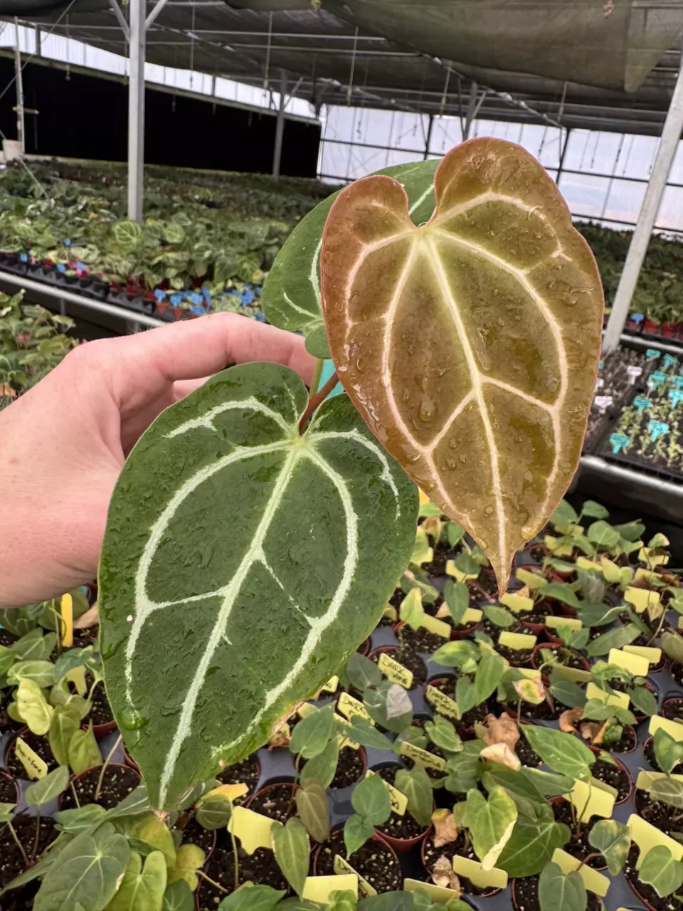 plant/Seed grown anthurium Warocqueanum x (papillilaminum x crystallinum) starter plan-1