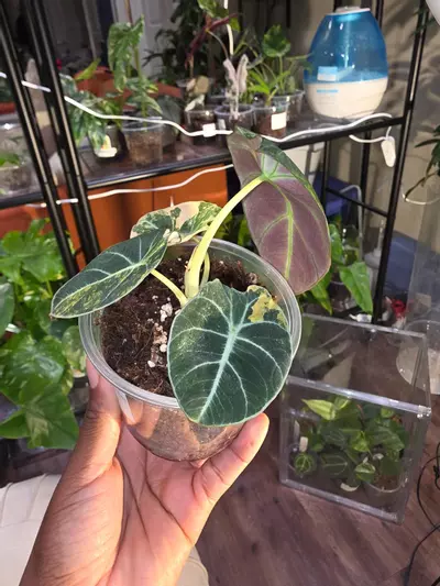 plant/Alocasia Black Velvet Gold-1-thumbnail