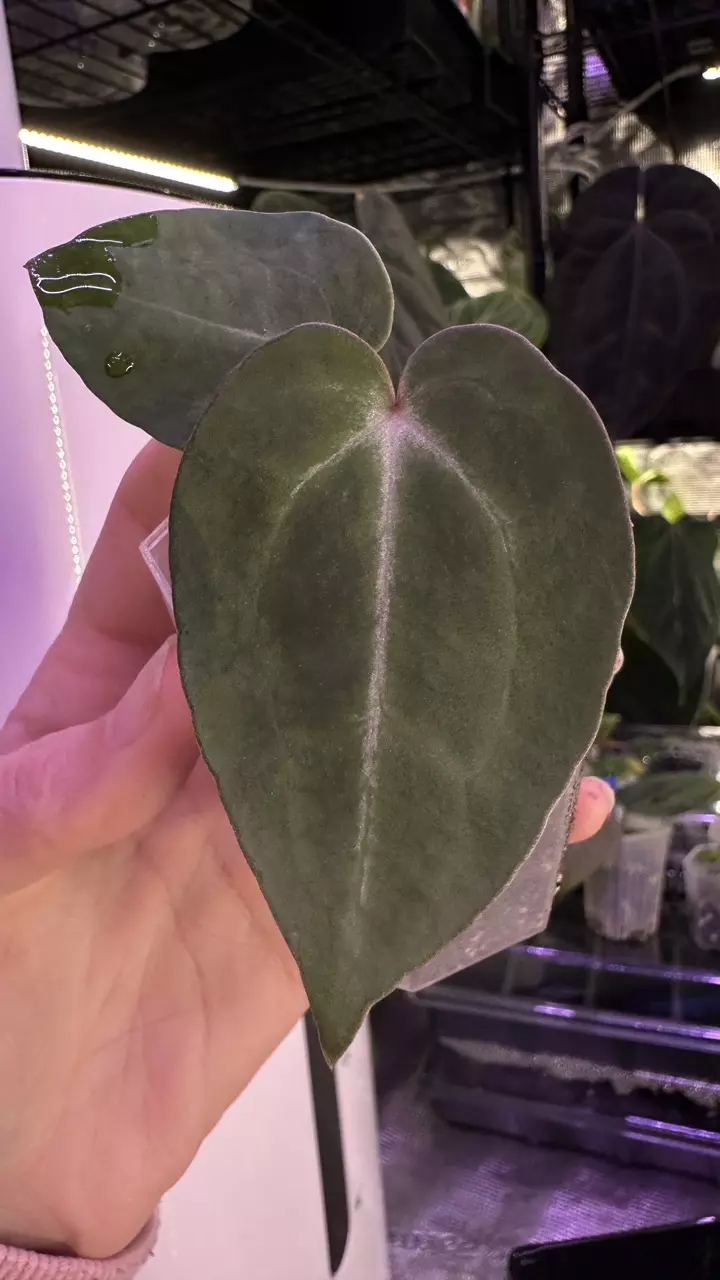 plant/(Crystal x mag) X (Papi Mag X BWM)-0