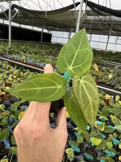 plant/Seed grown anthurium carlablackiae x legend starter plant growers choice-3-thumbnail