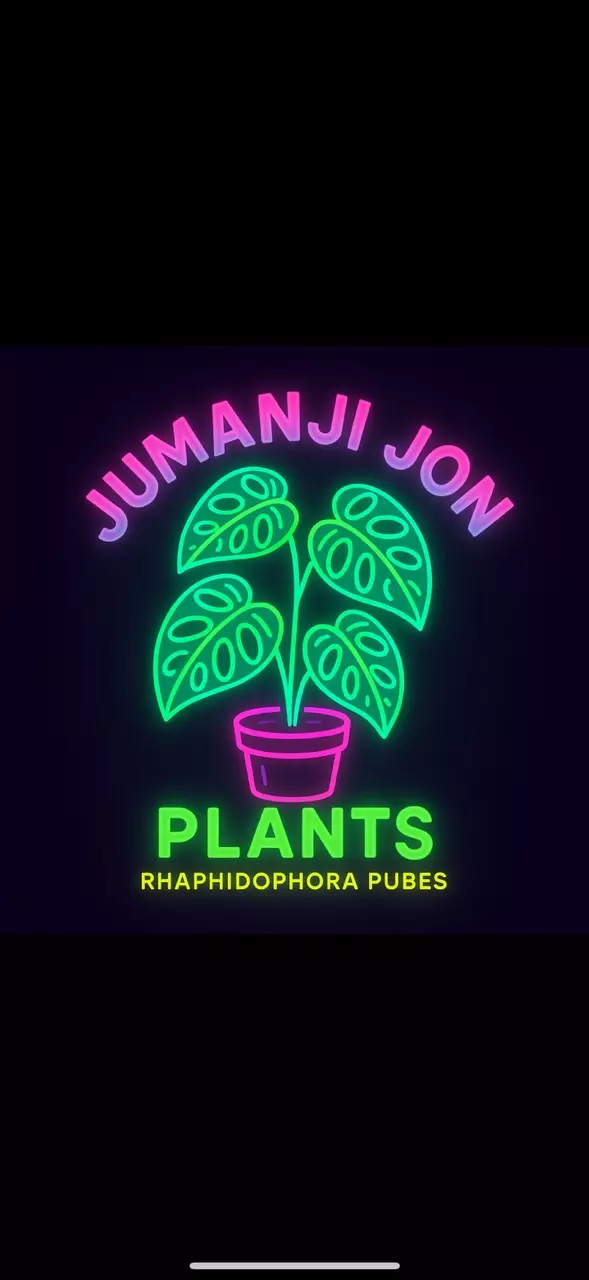 plant/Rhaphidophora Puberula Rooted Plug-0