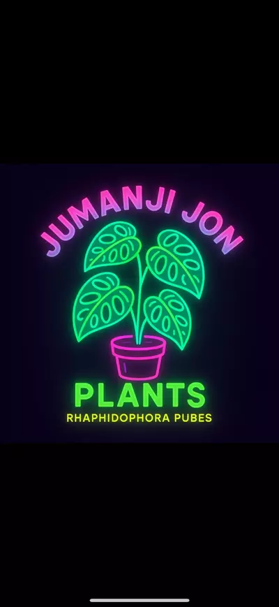 plant/Rhaphidophora Puberula Rooted Plug-0-thumbnail