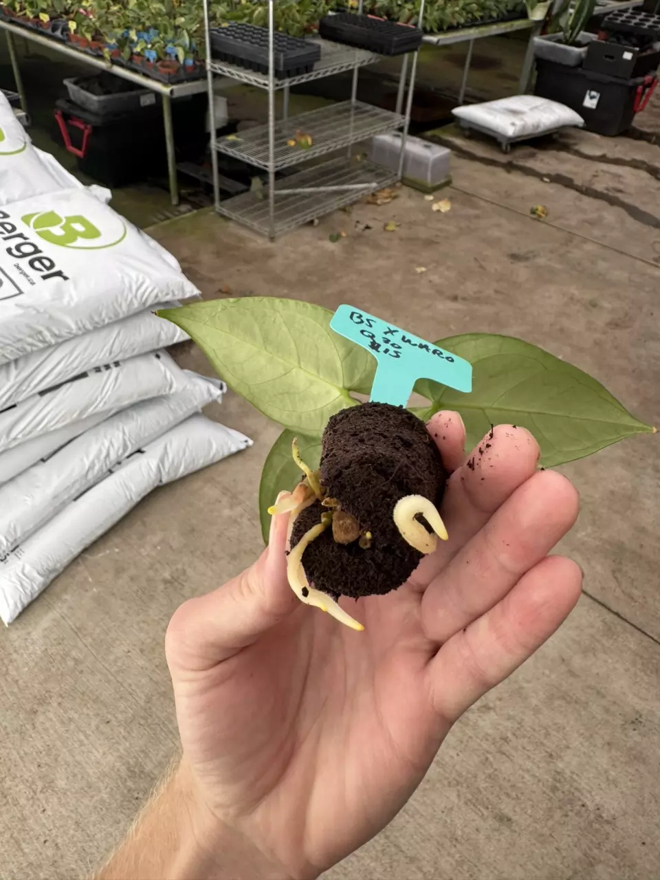 plant/Seed grown anrhurium Warocqueanum x black sweet starter plant growers choice-7