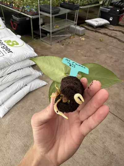 plant/Seed grown anrhurium Warocqueanum x black sweet starter plant growers choice-7-thumbnail