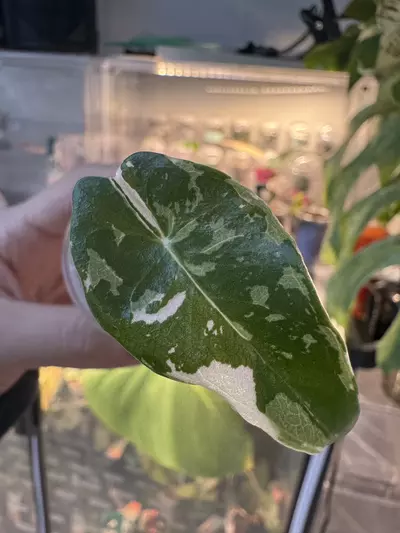 plant/🦄 super rare 🦄 alocasia dragons tooth pink variegata-5-thumbnail