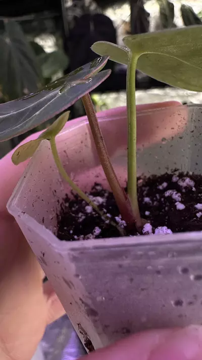 plant/(Crystal x mag) X (Papi Mag X BWM)-2-thumbnail