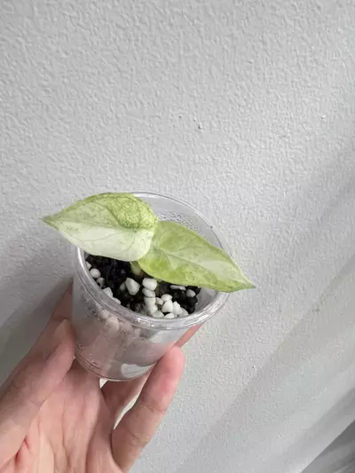 plant/Ninja tricolor-0-thumbnail