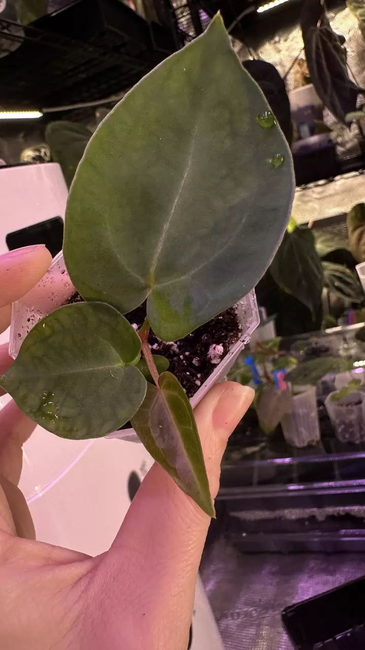 plant/(Crystal x mag) X (Papi Mag X BWM)-0