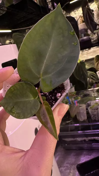 plant/(Crystal x mag) X (Papi Mag X BWM)-0-thumbnail