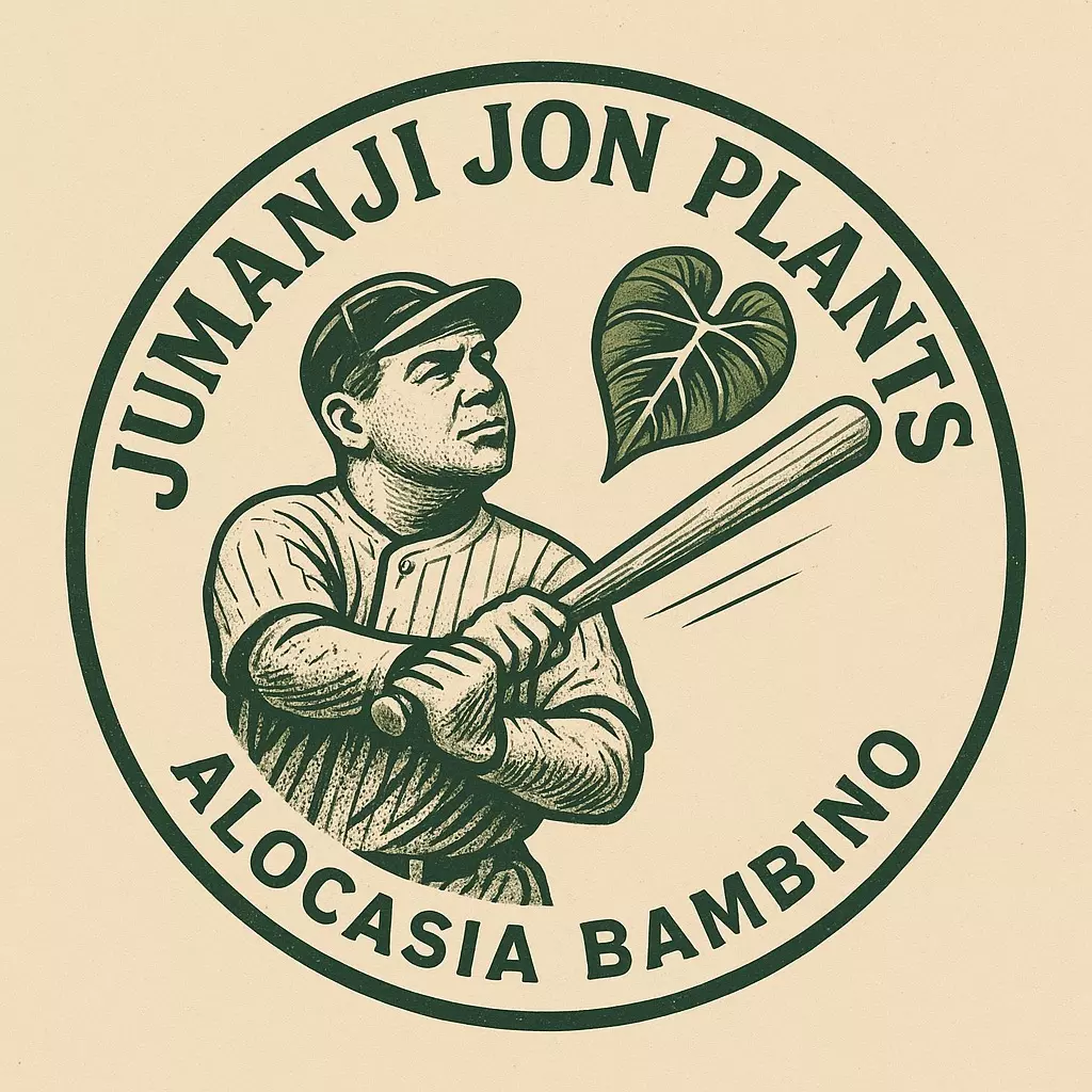 plant/10 Pack of Alocasia Bambino TC with a chance of variegation-0