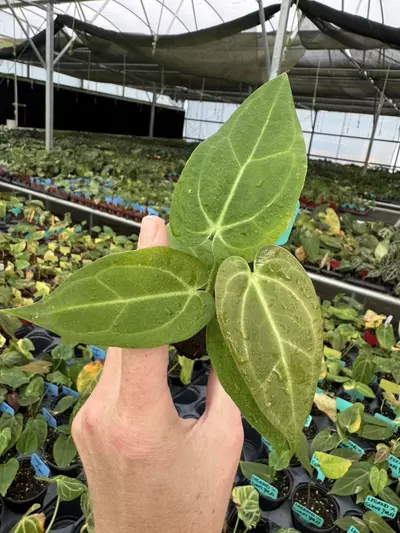 plant/Seed grown anthurium carlablackiae x legend starter plant growers choice-2-thumbnail