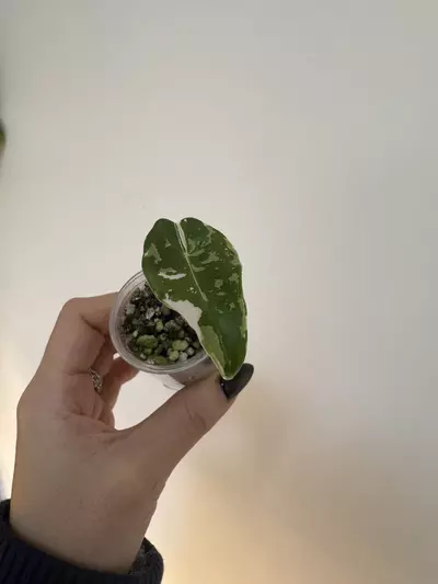 plant/🦄 super rare 🦄 alocasia dragons tooth pink variegata-1-thumbnail