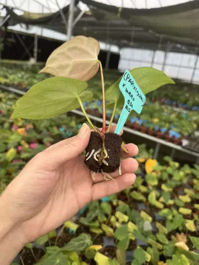 plant/Seed grown anthurium Warocqueanum x (papillilaminum x crystallinum) starter plan-7-thumbnail