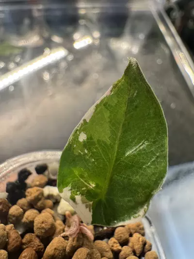 plant/🦄 super rare 🦄 alocasia blue metallic albo-3-thumbnail