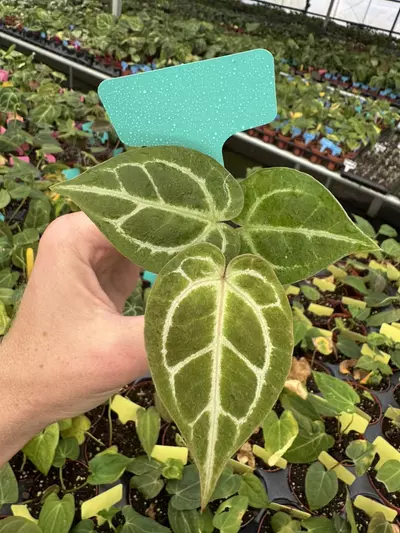 plant/Seed grown anthurium carlablackiae x dorayaki starter plant growers choice-3-thumbnail