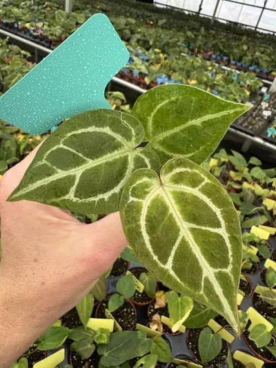 plant/Seed grown anthurium carlablackiae x dorayaki starter plant growers choice-1-thumbnail