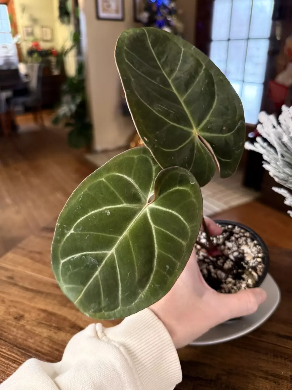 plant/A. Hoff x Dark Phoenix #6-0