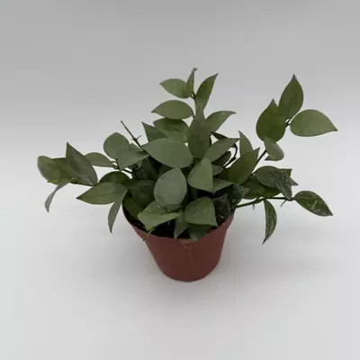 heat_pack/Hoya Krohniana Silver Eskimo 4" pot Live Tropical House Plant in Decorative Pot-0-thumbnail