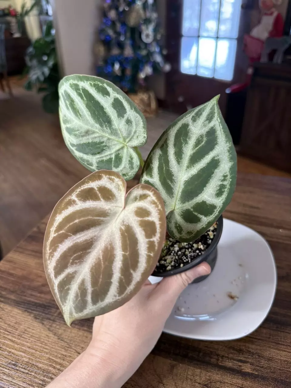 plant/A. Silver Hope #5-0