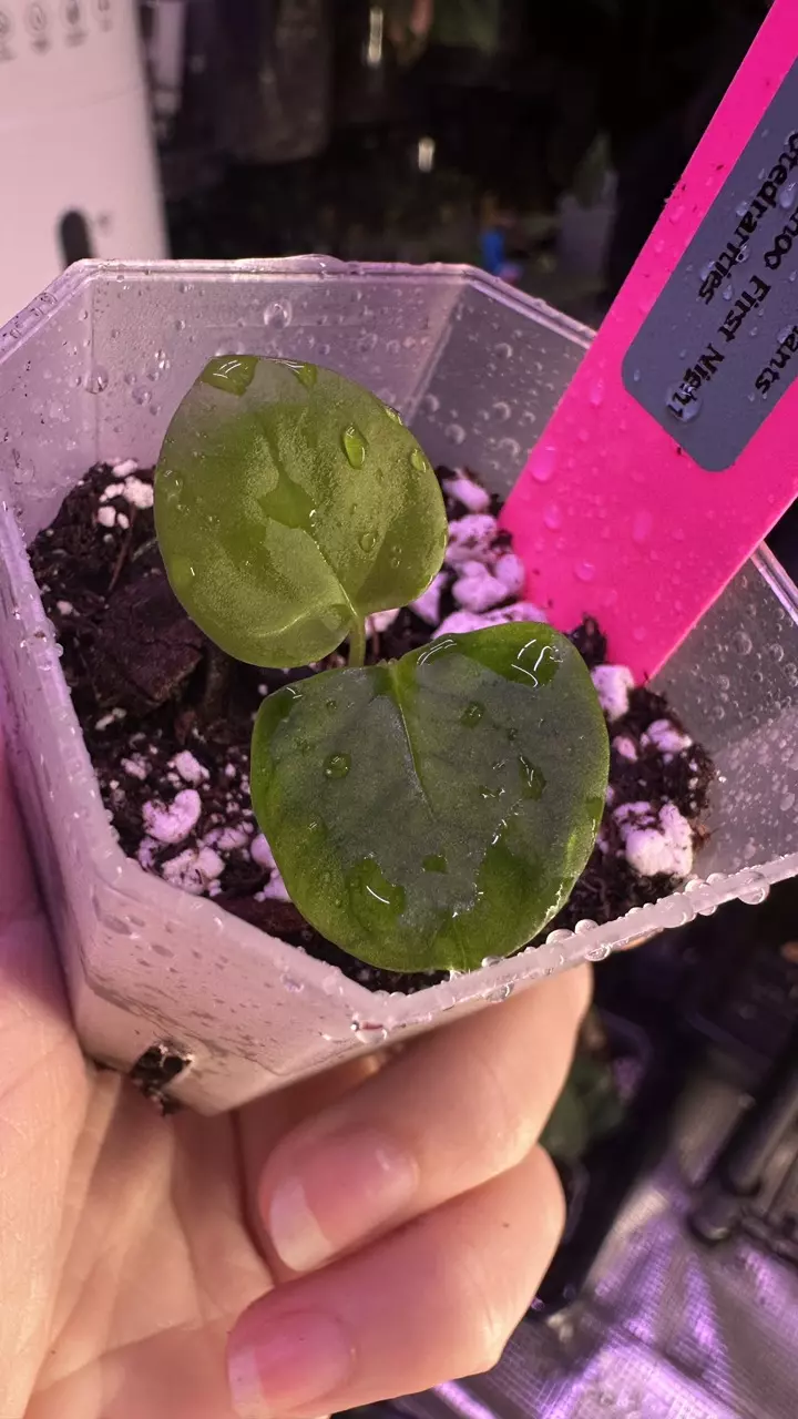 plant/Pap 14 x Wuhoos First Night - add on only-0