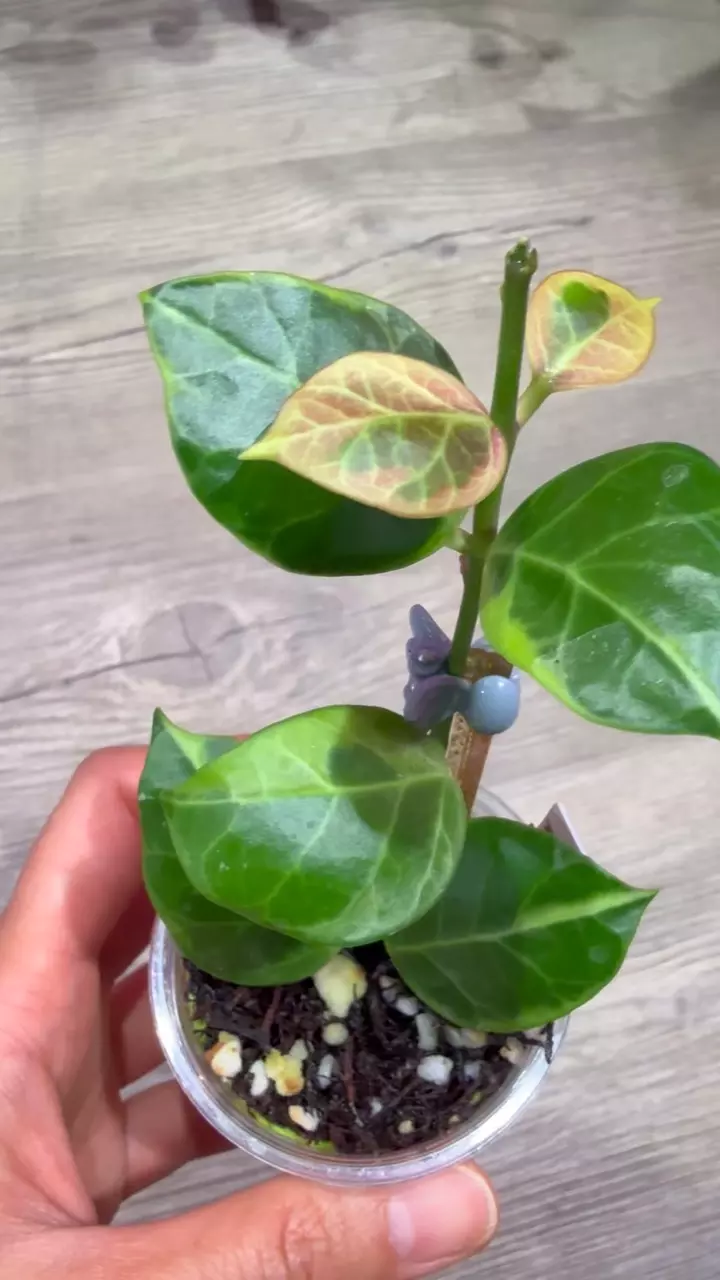 plant/Hoya Obscura albo-1