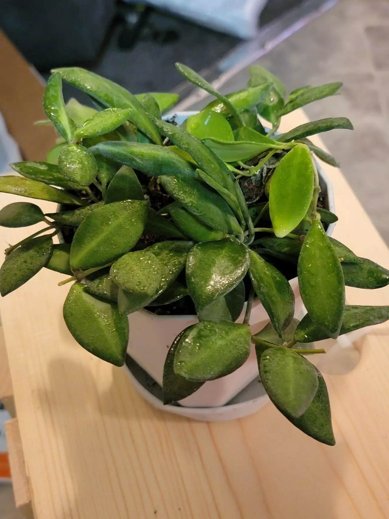 plant/🎁Hoya Burtoniae comes in 5.5" planter and matching saucer🎁-0