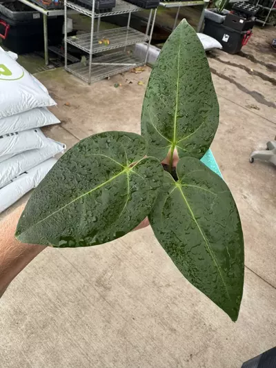 plant/Seed grown anrhurium Warocqueanum x black sweet starter plant growers choice-1-thumbnail