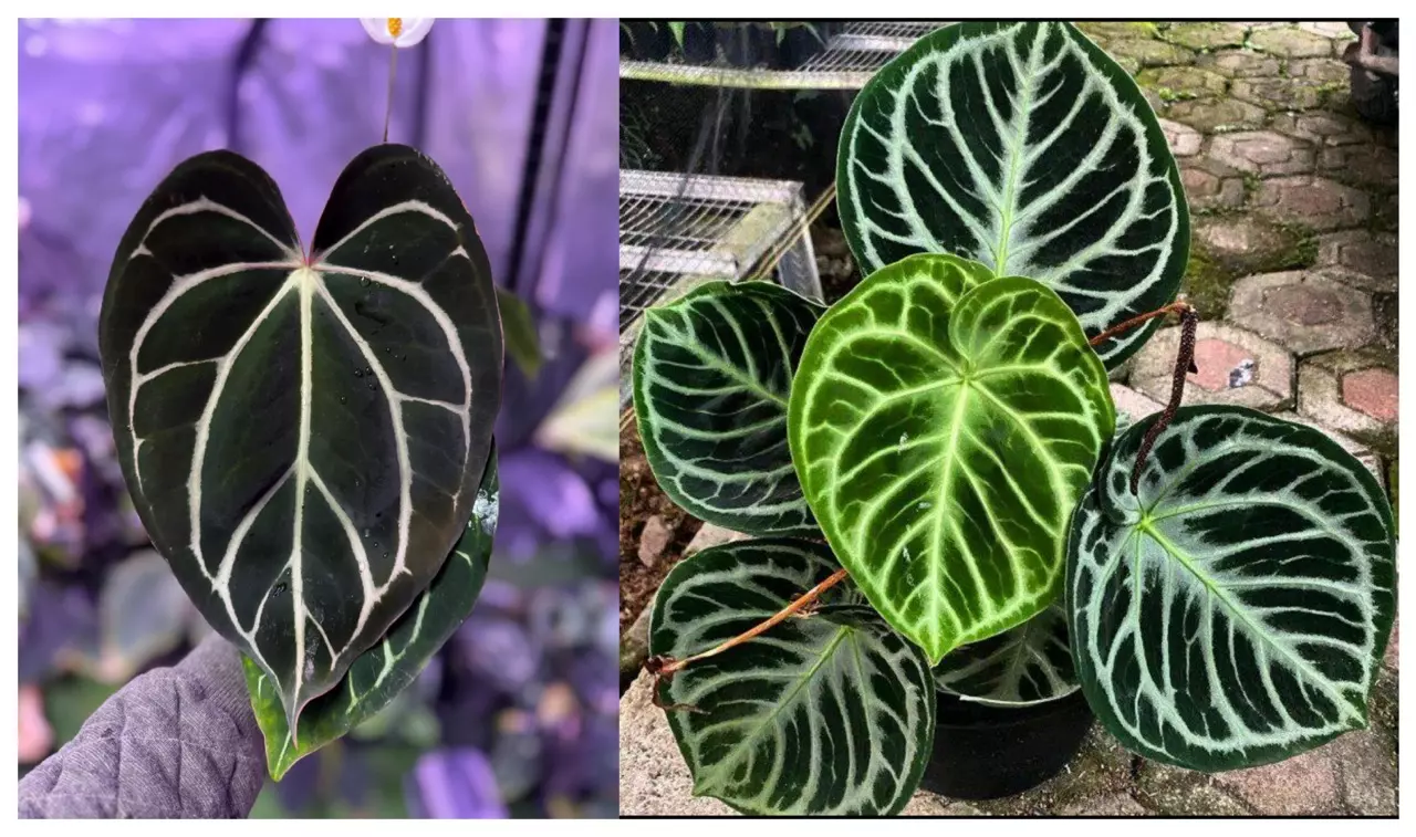 plant/Seed grown anthurium carlablackiae x dorayaki starter plant growers choice-0