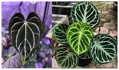 plant/Seed grown anthurium carlablackiae x dorayaki starter plant growers choice-0-thumbnail