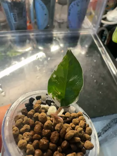 plant/🦄 super rare 🦄 alocasia blue metallic albo-6-thumbnail