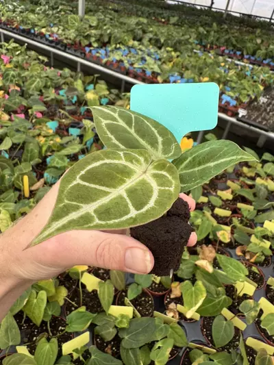 plant/Seed grown anthurium carlablackiae x dorayaki starter plant growers choice-5-thumbnail